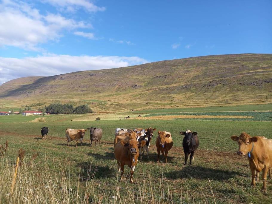 Apartmán Þorsmoerk Farm 12 Min From Akureyri Svalbarthseyri Exteriér fotografie